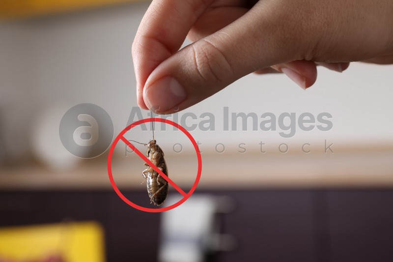 Woman holding dead cockroach in kitchen, closeup. Pest control