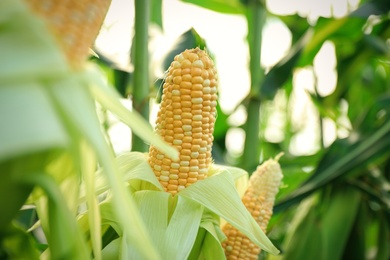 Ripe corn cobs in field on sunny day, closeup
