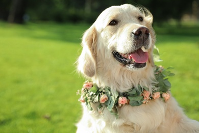 Photo of Adorable Golden Retriever wearing wreath made of beautiful flowers outdoors, space for text