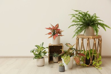 Photo of Many different houseplants in room. Interior element