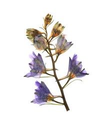 Wild dried meadow flowers on white background