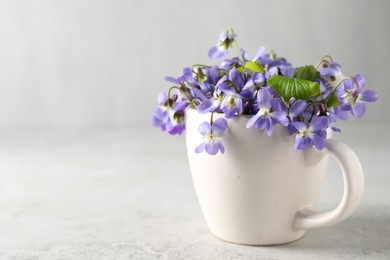 Beautiful wood violets in cup on white table, space for text. Spring flowers