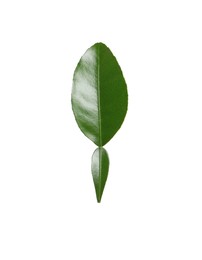 Green leaf of bergamot plant isolated on white