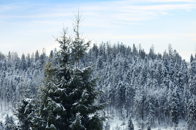 Fir trees covered with snow outdoors on winter day