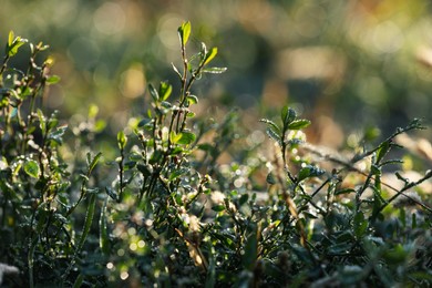Beautiful green plants covered with dew on nice sunny morning, closeup