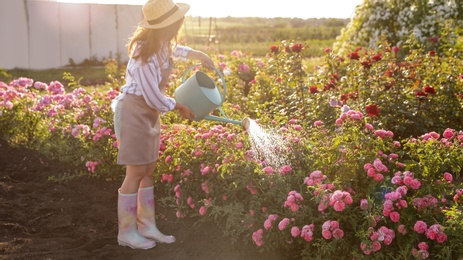 Woman watering rose bushes outdoors. Gardening tool