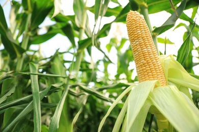 Ripe corn cob in field on sunny day