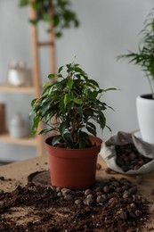 Beautiful houseplant, soil and drainage on wooden table indoors