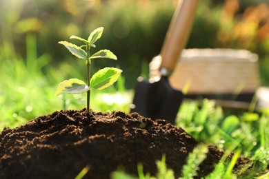 Photo of Seedling growing in fresh soil outdoors. Planting tree
