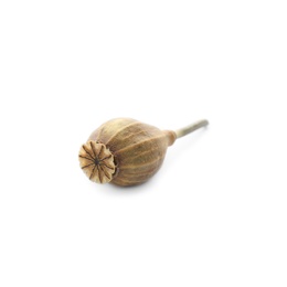 Photo of Dried poppyhead with seeds isolated on white