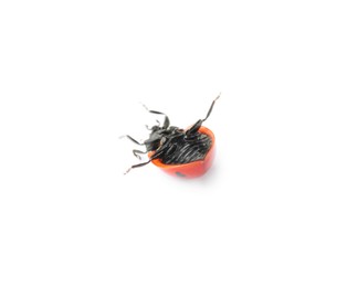 One overturned red ladybug isolated on white