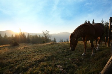 Beautiful view of horses near wooden fence in mountains