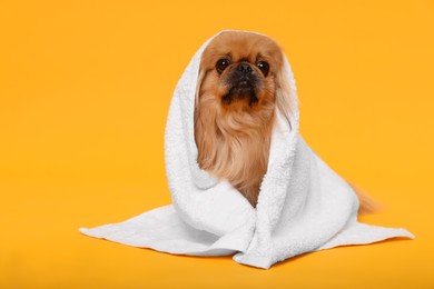 Photo of Cute Pekingese dog wrapped in towel on yellow background. Pet hygiene