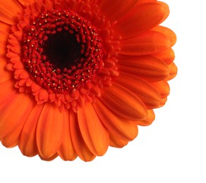 Beautiful orange gerbera flower on white background, closeup