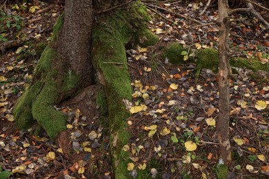 Tree roots covered with moss visible through soil in autumn forest