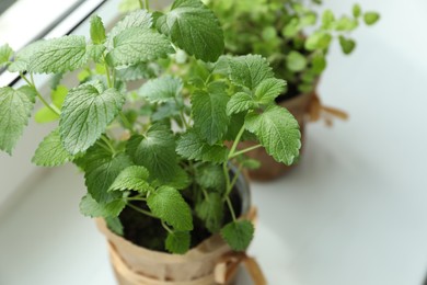 Photo of Fresh potted melissa and other herbs on windowsill indoors. closeup. Space for text