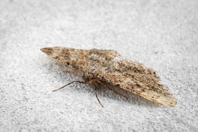 Alcis repandata moth on white textured background, closeup