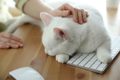 Adorable white cat lying on keyboard and distracting owner from work, closeup