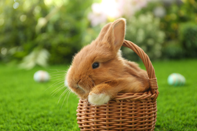 Adorable fluffy bunny in wicker basket on green grass, closeup. Easter symbol