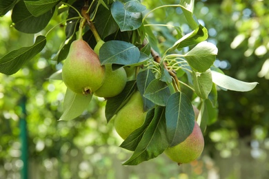 Branch of pear tree with fruits, closeup