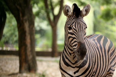 Photo of Beautiful zebra in zoo enclosure, space for text