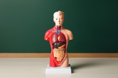 Human anatomy mannequin showing internal organs near chalkboard