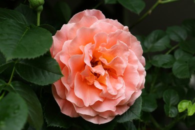 Beautiful pink rose flower in garden, closeup