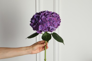 Woman holding branch of hortensia plant with delicate flowers near white wall, closeup