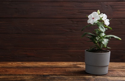 Photo of Beautiful white vinca flowers in plant pot on wooden table. Space for text