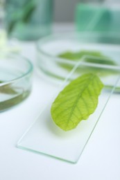 Photo of Petri dish and glass slide with leaf on white table, closeup
