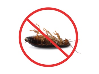 Dead cockroach with red prohibition sign on white background. Pest control