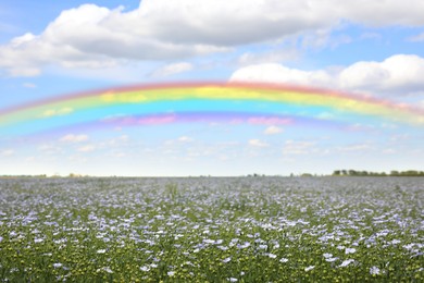 Beautiful rainbow in blue sky over blooming field on sunny day