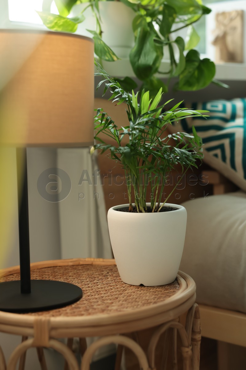 Chamaedorea palm in pot and lamp on table indoors. House plant