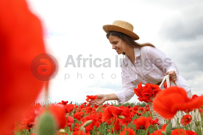 Photo of Woman with handbag picking poppy flowers in beautiful field