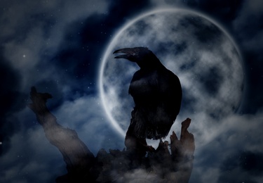 Creepy black crow croaking on old tree under full moon at night