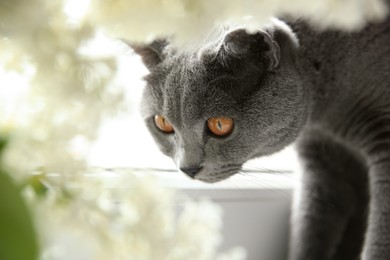 Photo of Beautiful grey British Shorthair cat near window indoors, closeup