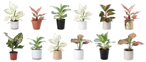 Image of Set of Aglaonema plants for house on white background. Banner design 