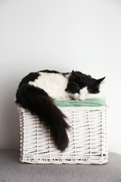Cute cat relaxing on green knitted fabric in basket. Lovely pet