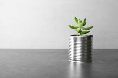Echeveria plant in tin can on grey stone table. Space for text