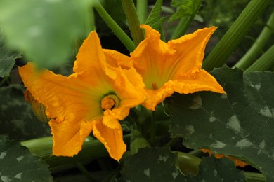 Zucchini plant with orange blossoms in garden, closeup