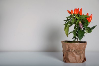 Capsicum Annuum plant. Potted multicolor Chili Pepper on light grey background, space for text