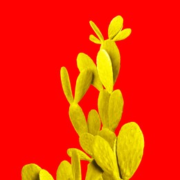 Yellow cactus on red background. Creative design