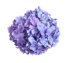 Delicate lilac hortensia flowers on white background, top view