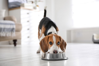 Cute Beagle puppy eating at home. Adorable pet