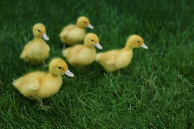Cute fluffy goslings on green grass outdoors. Farm animals