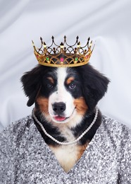  Bernese Mountain dog dressed like royal person against white background
