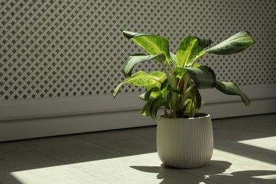 Beautiful green houseplant casting shadow on wooden floor indoors. Space for text