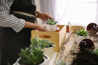 Woman with different beautiful succulents at wooden table indoors, closeup