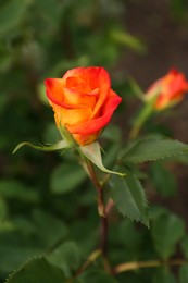 Beautiful orange rose growing in garden, closeup