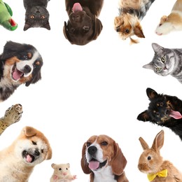 Cute different animals on white background, collage